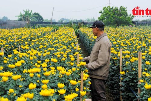 Tết cận kề, người trồng hoa Tây Tựu lo lắng vì được mùa mất giá