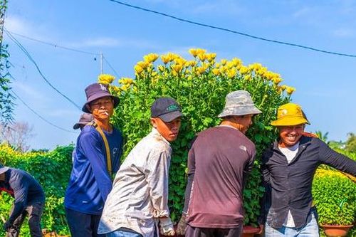 Cánh đồng hoa rực rỡ ở Đồng Nai nhộn nhịp thu hoạch