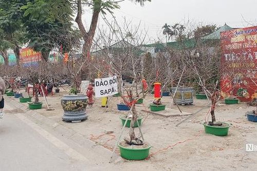 Đào đá 'lên ngôi' tại chợ hoa Tết ở Hải Phòng