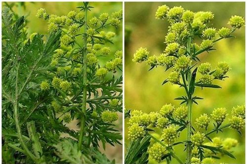 Thức ăn cho lợn lên đời thành đặc sản, hái bán là đếm tiền đầy tay