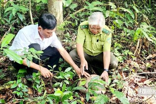 Bình Phước sẽ làm gì để nói không với sử dụng động vật hoang dã?