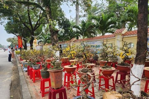 Quảng Bình: Đào, mai xuống phố, tiểu thương hồi hộp chờ khách