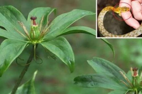 Trồng loại cây gì để đuổi rắn?