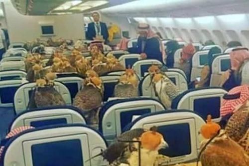 Loài chim 'vip nhất thế giới': Được cấp hộ chiếu, ngồi khoang thương gia và có giá cao ngất đến nửa tỷ đồng