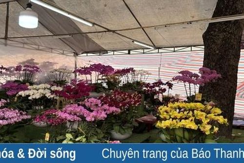 Ngắm những chậu lan 'khủng' trưng bày đón Tết Ất Tỵ ở Thanh Hóa