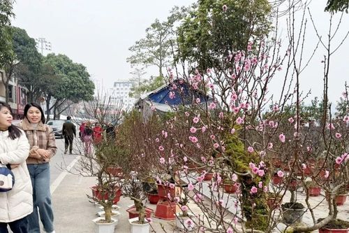 Rực rỡ chợ hoa Xuân thành phố Lào Cai