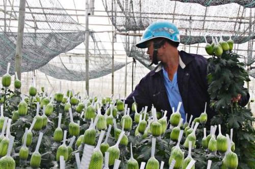 Giá hoa cúc, lay ơn giảm mạnh ngày cận Tết