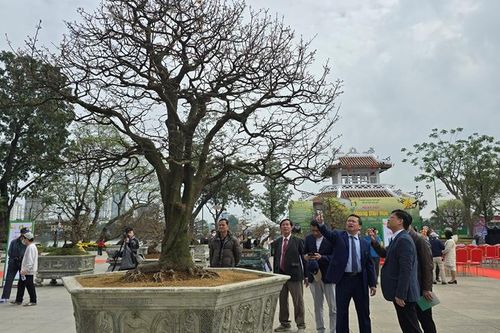 Hơn 500 tuyệt tác tham dự Ngày hội Hoàng mai Huế