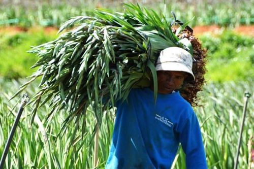 Hoa Đà Lạt 'lao dốc', nhà vườn lỗ nặng