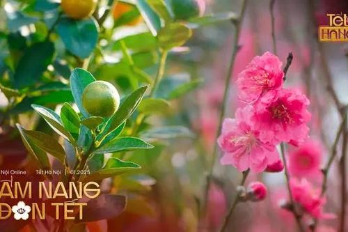 Cách chọn đào, quất chơi Tết bền, đẹp
