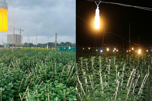 Hoa Tết nở muộn, người dân Phú Yên chong đèn ngày đêm
