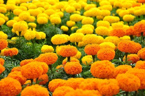 Lý giải việc một số loài hoa bị kiêng bày lên ban thờ ngày Tết