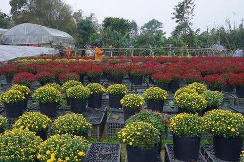 Nhộn nhịp làng hoa nổi tiếng xứ Huế ngày cuối năm, người dân mong 'thắng lớn'