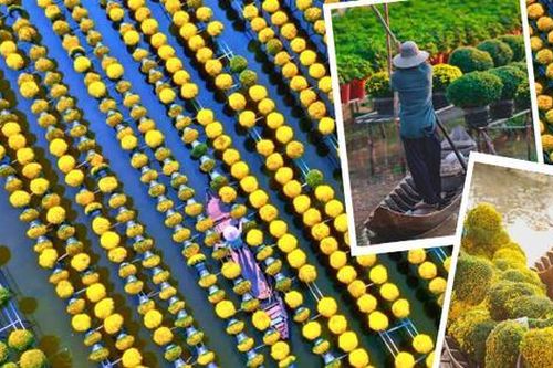 Đồng Tháp: Rực rỡ mùa hoa Tết tại Sa Đéc - 'thủ phủ hoa' của miền Tây