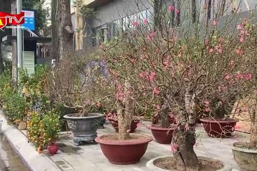 Không khí Tết Nguyên đán tràn ngập các tuyến phố ở Hà Nội