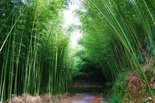 Cây trúc sào đem mùa no ấm cho người dân vùng cao Cao Bằng