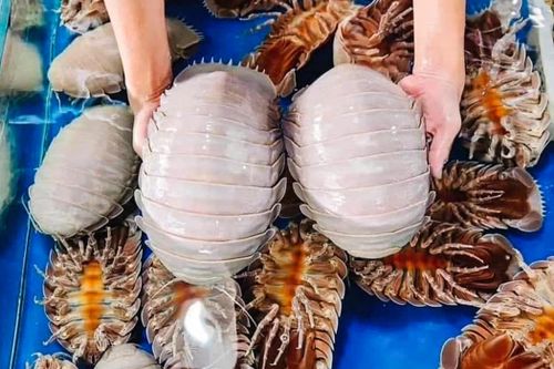 Bọ biển bị cảnh báo 'tuyệt chủng' khi thành đặc sản ở Việt Nam