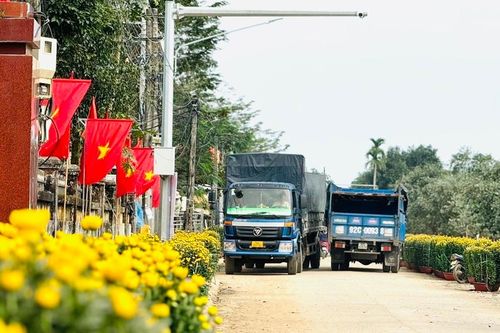 Xe tải tấp nập ở thủ phủ hoa cúc Quảng Ngãi, chở 'Tết' đi muôn phương