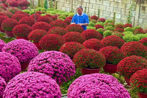 Cần Thơ: Làng hoa Phó Thọ - Bà Bộ khoe sắc rực rỡ