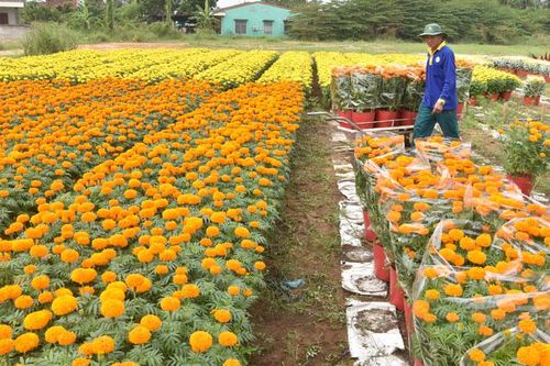 Rộn ràng Làng hoa Mỹ Tho ở Tiền Giang