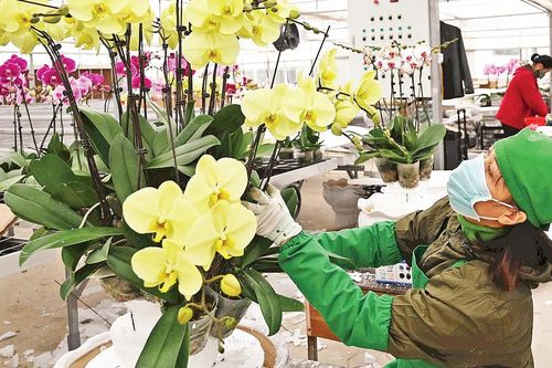 Nông nghiệp Hà Nội vượt khó thành công