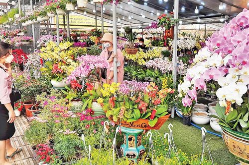 Đa dạng thị trường hoa, cây cảnh Tết
