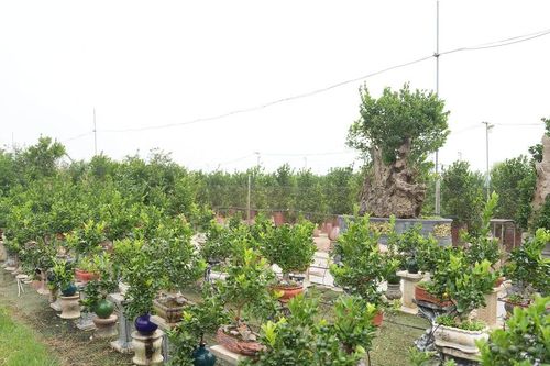 Chiêm ngưỡng những chậu rễ quất mộc căn siêu đẹp