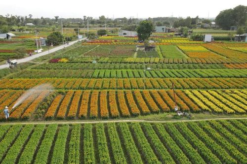 Rực rỡ sắc xuân tại làng hoa Tân Ba ở Bình Dương