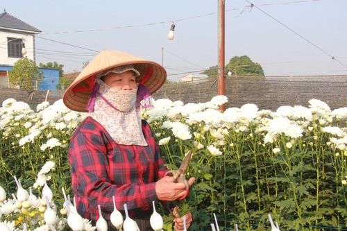 Người trồng hoa cúc ở Nam Định lo 'mất' Tết