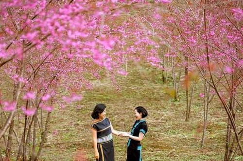 Mê đắm ngắm mai anh đào 'nhuộm hồng' cả thị trấn Măng Đen