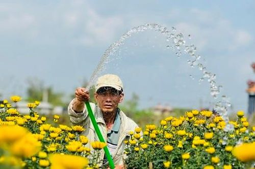 Hoa cúc 'nhuộm vàng' làng quê những ngày giáp Tết
