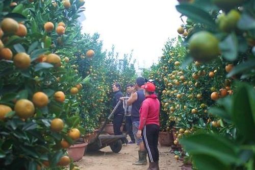 Tất bật những chuyến xe hoa ngày Tết, người lao động kiếm tiền triệu mỗi ngày