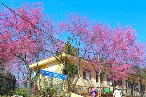 Đẹp nao lòng mùa hoa anh đào nở nơi miền biên giới xứ Nghệ