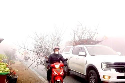 Đào rừng cổ thụ nườm nượp về xuôi