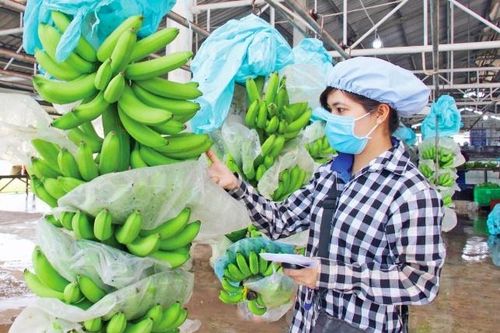 Tin tức kinh tế ngày 20/1: Việt Nam nằm trong top 15 quốc gia cung cấp rau quả lớn vào Mỹ