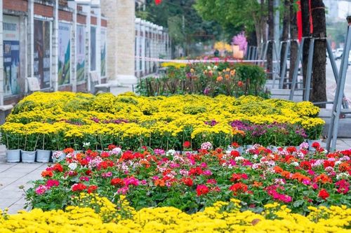 Các tuyến phố Vinh rực rỡ sắc Xuân