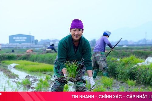 Nông dân Hà Tĩnh 'đua' tiến độ gieo cấy lúa xuân
