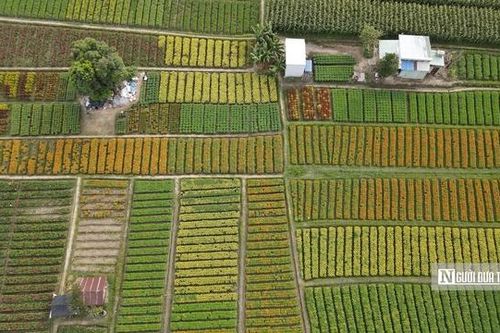 Cánh đồng hoa Tân Ba rực rỡ sắc xuân, sẵn sàng xuống phố