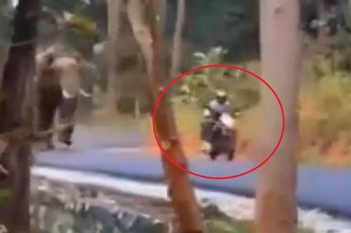 Bị voi truy đuổi, 3 người trên xe máy thoát chết trong gang tấc