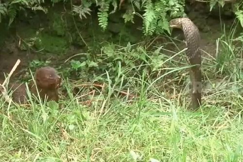CLIP: Cuộc đụng độ kinh hoàng, cầy mangut khiến hổ mang chúa lệch hàm