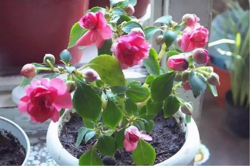Bón 3 loại 'thuốc' vào chậu thì cây hoa sẽ không bị héo úa vàng, lá sẽ phát triển tươi tốt trong mùa đông