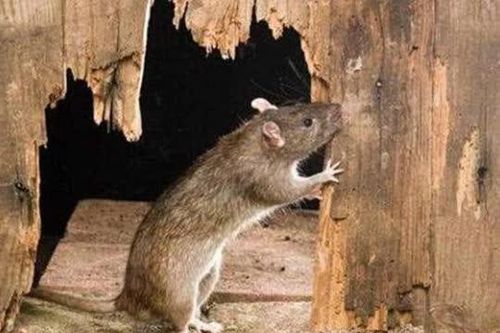 Có chuột trong nhà thật khó chịu, dạy bạn một mẹo để 'triệt đường' chuột xuất hiện tại nhà, vừa đơn giản vừa an toàn