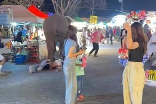 Con voi nổi điên lao vào hội chợ, giẫm đạp khiến nhiều người bị thương
