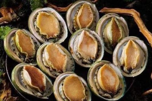 Bào ngư viền xanh Úc - quà biếu sang xịn dịp Tết, giá 2 triệu/kg vẫn đông khách mua
