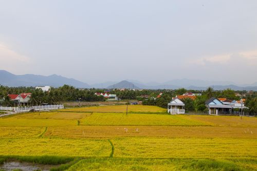 Chuyển đổi hơn 300ha đất trồng lúa