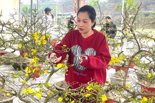 Thú chơi hoa mai ngày Tết