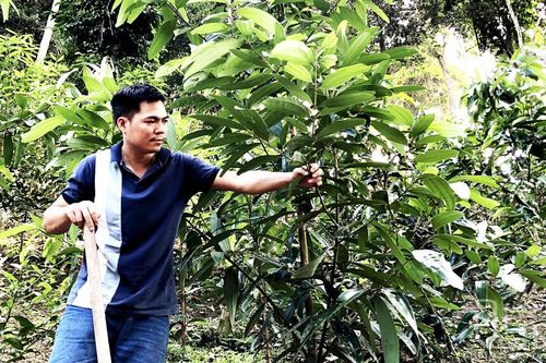 Phát triển cây quế theo hướng bền vững