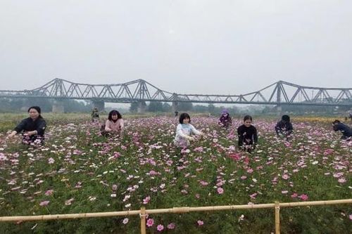 Ba Đình (Hà Nội): Rực rỡ bến hoa Phúc Xá