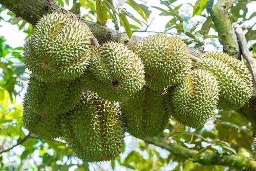 Sầu riêng Thái bị phát hiện có chất nhuộm, doanh nghiệp Việt bị ảnh hưởng