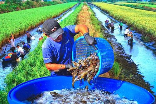 Phát triển chuỗi giá trị nuôi trồng thủy sản với sự dẫn dắt của HTX